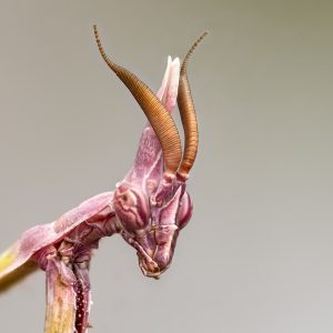 Mantis